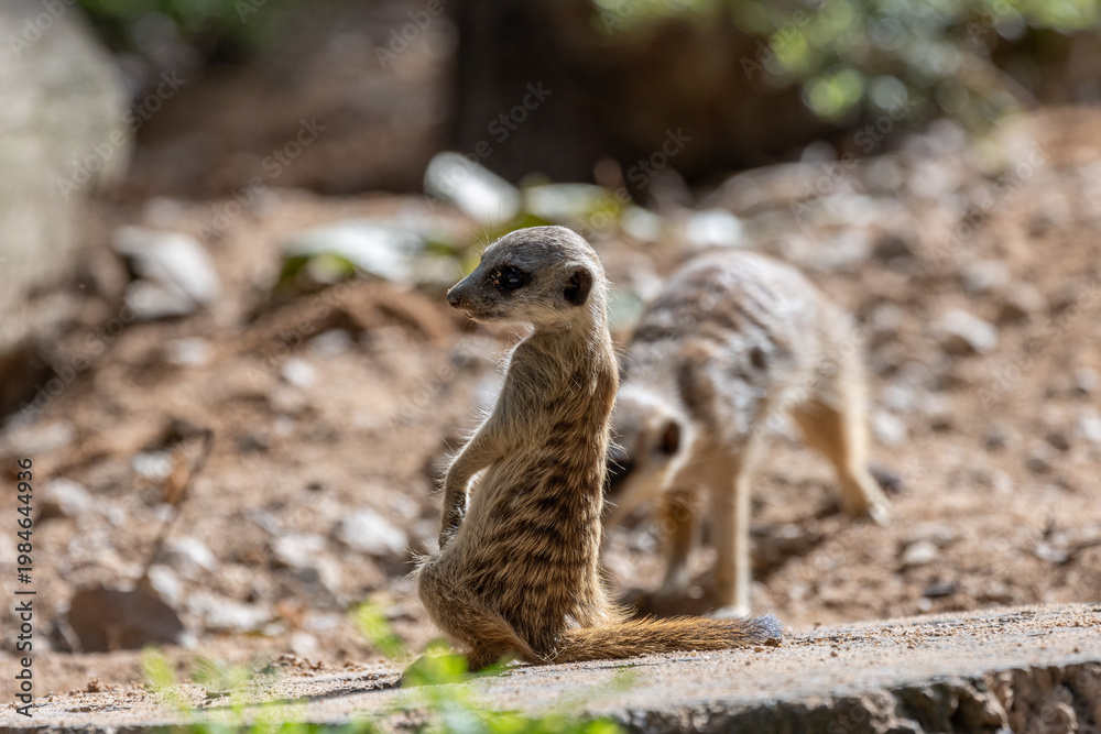 Fototapeta premium Meerkat standing on a rock on lookout and scratching the ground for food 