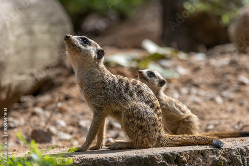 Meerkat standing on a rock on lookout and scratching the ground for food
