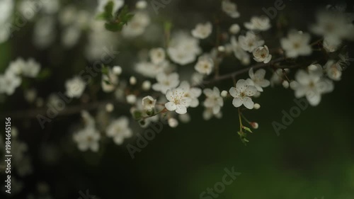 Cherry plum blossoms. Cherry plum branch with white flowers. 4k, 50 fps