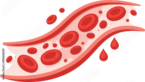 Human Blood Vessel Anatomy Illustration with Red Blood Cells and Plasma Drops
