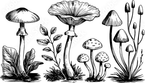 Hand-drawn black and white mushroom with leaves white background, fungi nature forest