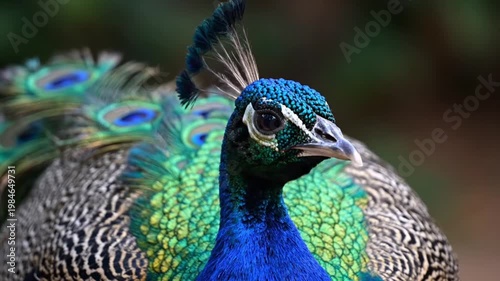 Close Up of Vibrant Peacock Head and Crest in Nature