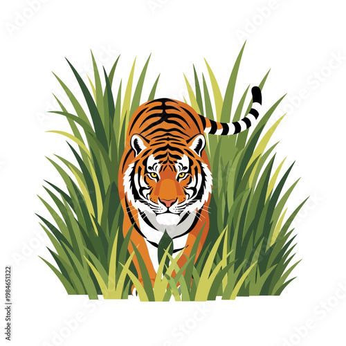 Tiger emerging from tall green grass, front view, predatory animal hunting, wildlife illustration