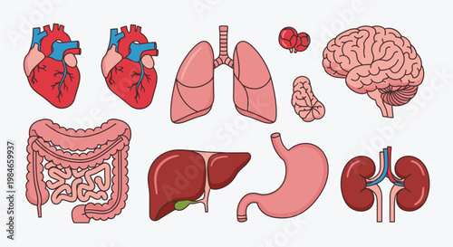 Comprehensive Set of Human Internal Organs Illustration Depicting Essential Body Anatomy in a Colorful Cartoon Style