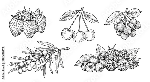 Detailed black and white vintage style engraved illustrations of various berries including strawberries, cherries, raspberries, and blueberries.