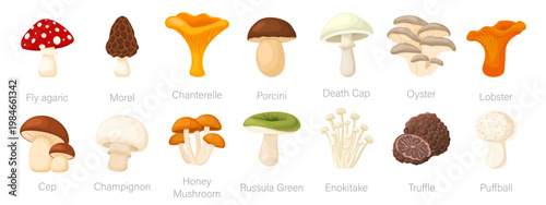 Vector set of colorful cartoon mushrooms. A collection of various types of fresh autumn forest plants with stems and caps for botany education. Seasonal natural organic products