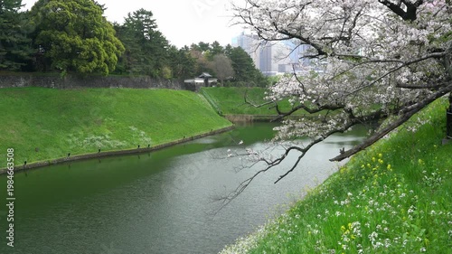 半蔵門のお堀と桜