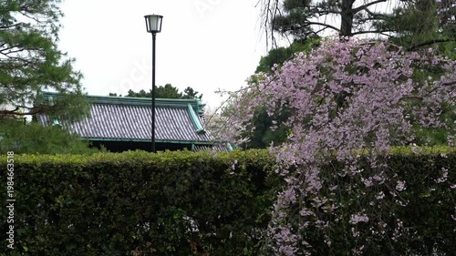 乾門の前のしだれ桜