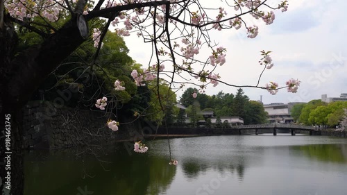 Yaezakura cherry blossoms and Kitahane Bridge Gate - 八重桜と北桔橋門