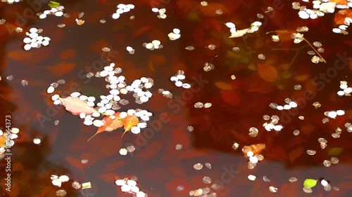 桜の花びらと落ち葉