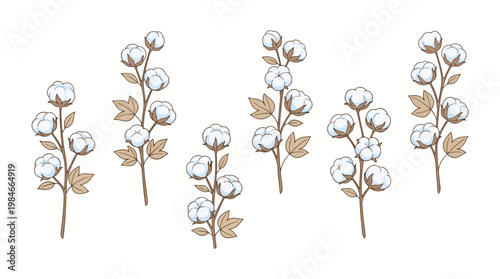 Seven cotton plant stems with fluffy white cotton bolls arranged in a row for natural rustic home decor