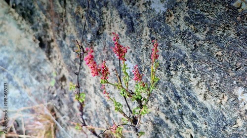 A delicate wild plant with tiny pink blossoms grows out of a rugged rock face in Mukteshwar, Uttarakhand, highlighting nature�s resilience against a textured stone backdrop.