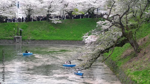 Cherry Blossoms and Boats at Chidorigafuchi - 千鳥ヶ淵の桜とボート