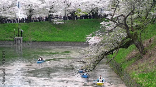 Cherry Blossoms and Boats at Chidorigafuchi - 千鳥ヶ淵の桜とボート