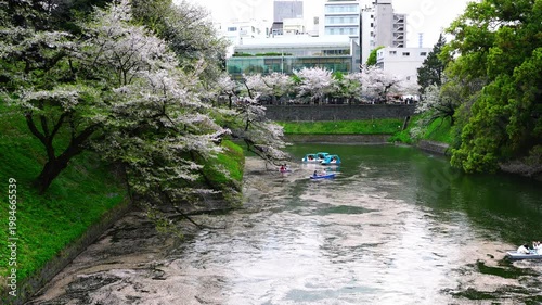 Cherry Blossoms at Chidorigafuchi - 千鳥ヶ淵の桜