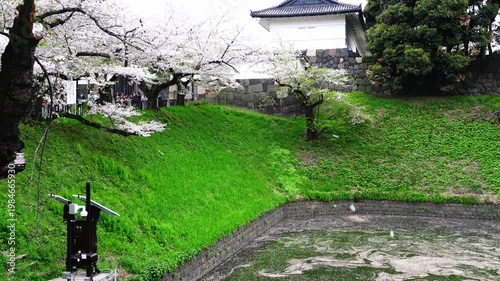 Cherry Blossoms and Sakura Petals in the Wind at Chidorigafuchi - 千鳥ヶ淵の桜と桜吹雪