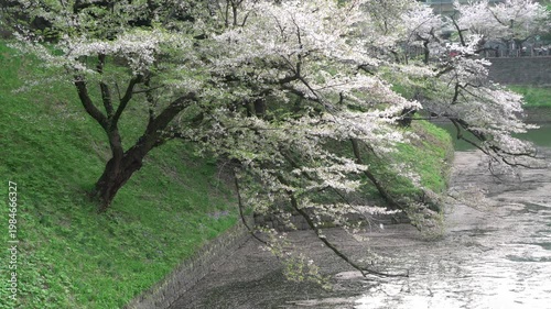 Cherry Blossoms at Chidorigafuchi - 千鳥ヶ淵の桜