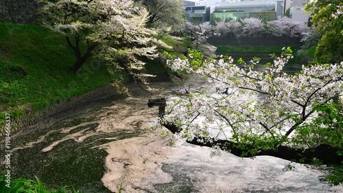 Cherry Blossoms at Chidorigafuchi - 千鳥ヶ淵の桜