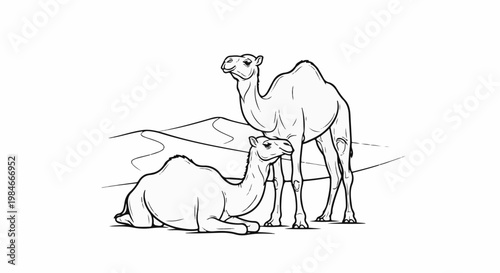 Two camels in a desert landscape, one standing, one resting