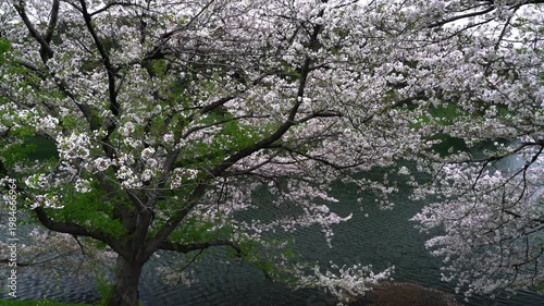 Cherry Blossoms at the Imperial Palace Moat - 皇居のお堀の桜