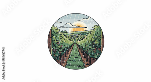 Sunny vineyard rows with grapes under a light rain shower