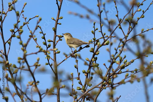 the willow warbler (Phyloscopus trochilus) UK in springtime