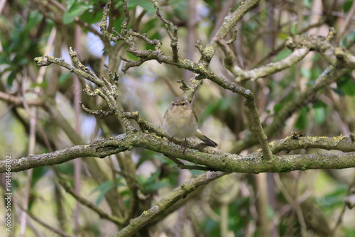 the European chiffchaff (Phylloscopus collybita)