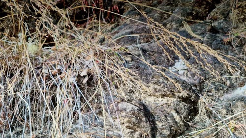 A close-up of dry golden grass stalks drooping gently over a rugged rocky surface in Mukteshwar, Uttarakhand, capturing a quiet, earthy hillside texture.