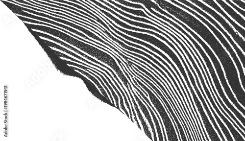 Monochrome abstract pattern of wavy parallel lines with grainy texture on a white background