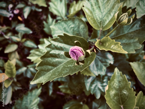 Delicate Pink Hibiscus Bud Close-Up Surrounded by Lush Green Leaves in Natural Garden Setting