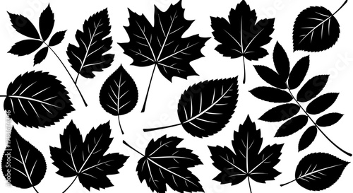 Collection of Black Silhouette Maple, Birch, and Rowan Tree Leaves