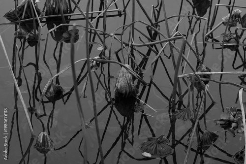 Minimalist black and white photo of withered lotus stems in a misty pond, resembling ink calligraphy.