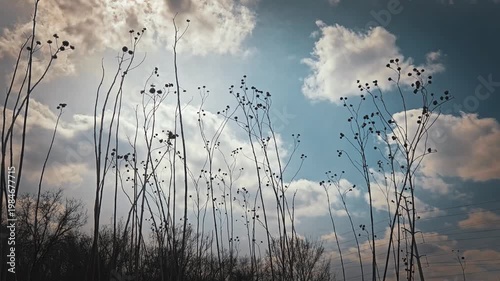 dry, tall plant stalks move against a cloudy sky. dried wildflower or thistle stalks with beautiful cloudscape. prairie ecosystem and season change.