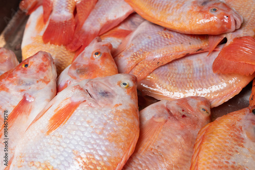 Red tilapia or red mojarra (Oreochromis) Fresh fish piled up in the market square