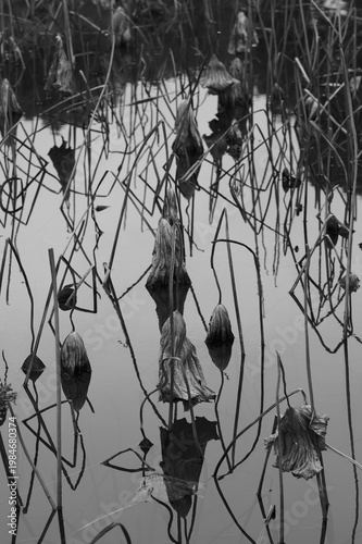 Minimalist black and white photo of withered lotus stems in a misty pond, resembling ink calligraphy.