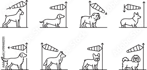 Weather forecast dogs monitoring wind direction with airport windsocks