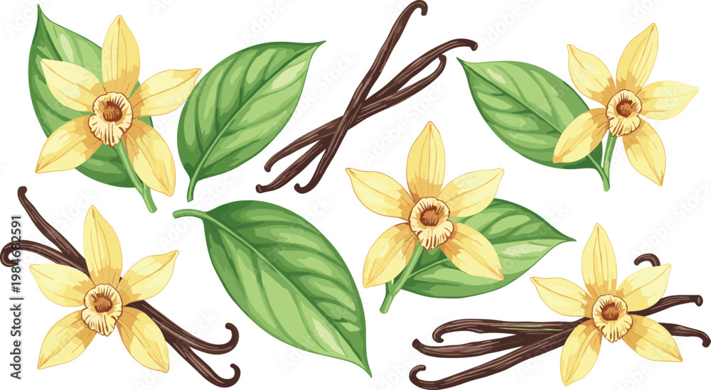 Obraz premium Vanilla Flowers and Pods Vector Set for Natural Aromatherapy, Fragrance, and Spice Product Designs