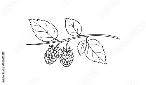 Hand drawn blackberry branch with ripe berries and leaves rustic botanical vector illustration