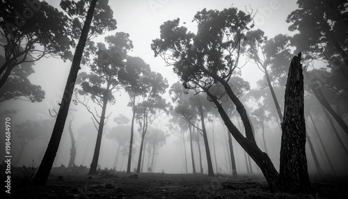 Ethereal Forest - A Monochrome Journey Through Misty Woods.