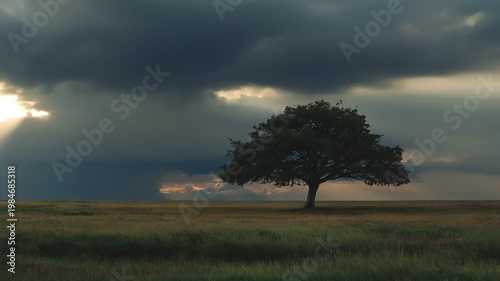 A solitary tree stands majestically on a grassy field, illuminated by rays of sunlight piercing through dramatic clouds. This serene landscape captures the beauty of nature.