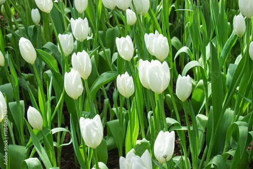 Beautiful white tulips are blooming profusely in a garden with green leaves as a backdrop.