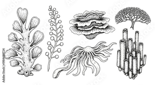 Vintage Botanical Illustration of Diverse Marine Life: Coral, Seaweed, and Anemone