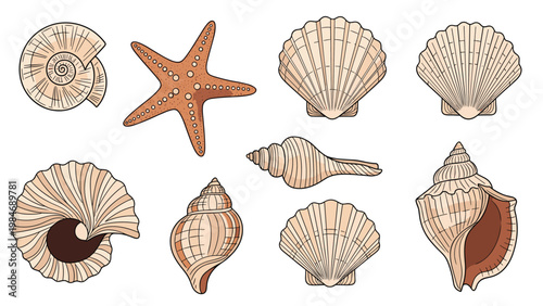 Comprehensive collection of various seashells including scallops, snails, and a starfish presented in a detailed hand-drawn illustration style.