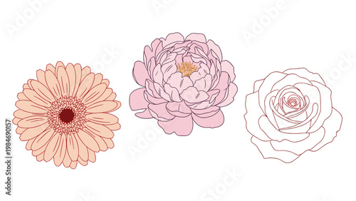 Three beautiful flower illustrations including a peach gerbera, a pink peony, and a white rose presented in a clean and artistic layout.