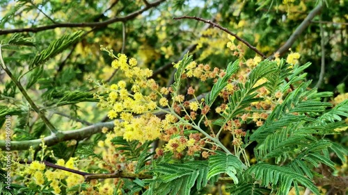 A vibrant close-up of delicate yellow blossoms and fern-like leaves on a flowering tree branch in Mukteshwar, Uttarakhand, India, with a softly blurred green backdrop.