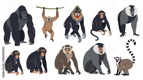 Set of various primate illustrations including a gorilla, orangutan, mandrill, chimpanzee, and lemur species isolated on a clean white background.