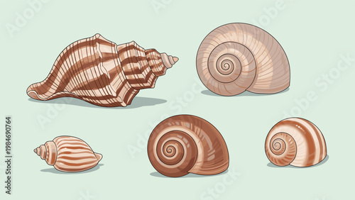 Collection of various spiral seashells in different sizes and shades of brown and beige isolated on a soft green gradient background.