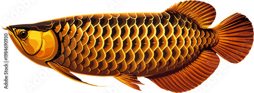 golden arowana fish vector art