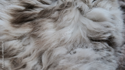 Bilde på lerret Close-up of beige and brown cat fur texture as a soft natural background