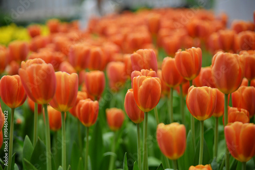 Beautiful Orange Tulips Blooming in the garden. 